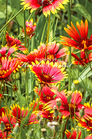 Blanket Flower 11 - July 02, 2024 Rural Minnesota