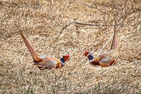 Ring-necked Pheasant, Male 21 - April 11, 2025 - Sioux Poinsett Game Production Area