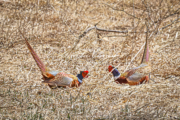 Ring-necked Pheasant, Male 21 - April 11, 2025 - Sioux Poinsett Game Production Area