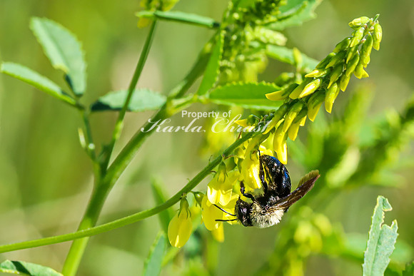 Bumble Bee 21 - June 6,2024 - Little Bighorn Battlefield National Monument