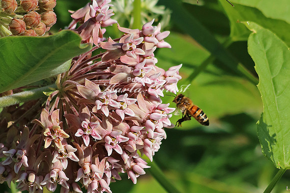 Honey bee 5 - August 2, 2015 Glacial Lakes State Trail Minnesota