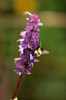 Bumble Bee 7 - August 29, 2015 Dakota Regional Rail Trail Minnesota