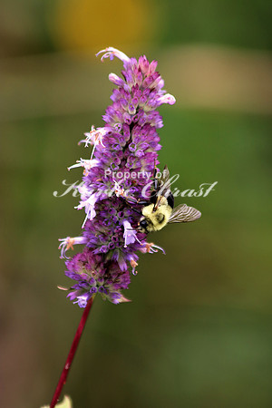 Bumble Bee 7 - August 29, 2015 Dakota Regional Rail Trail Minnesota