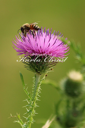 Honey Bee 6 - July 4, 2015 Glacial Lakes State Trail Minnesota