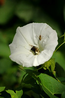Bumble Bee 6 - August 23, 2015 Dakota Rail Regional Trail Minnesota