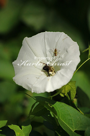 Bumble Bee 6 - August 23, 2015 Dakota Rail Regional Trail Minnesota
