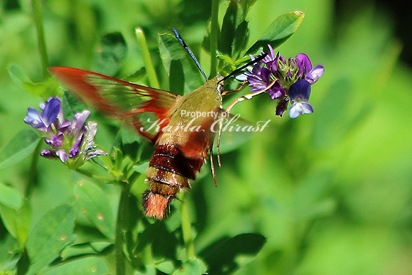 Clearwing Hummingbird Moth 1 - August 2, 2015 Glacial Lakes State Trail Minnesota