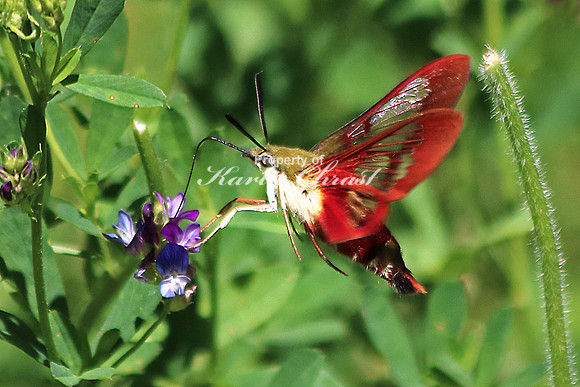 Clearwing Hummingbird Moth 3 - August 2, 2015 Glacial Lakes State Trail Minnesota