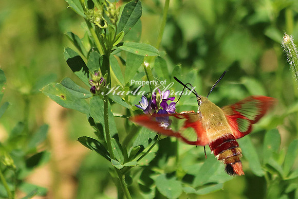 Clearwing Hummingbird Moth 4 - August 2, 2015 Glacial Lakes State Trail Minnesota