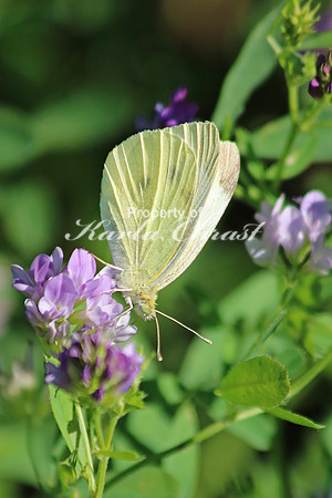 Cabbage White Butterfly 1 - August 2, 2015 Glacial Lakes State Trail Minnesota