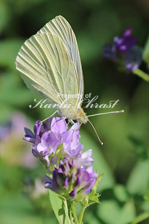 Cabbage White Butterfly 2 - August 2, 2015 Glacial Lakes State Trail Minnesota