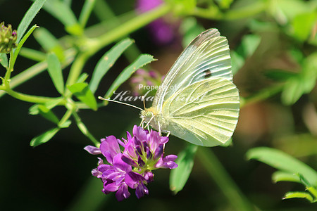 Cabbage White Butterfly 3 - August 2, 2015 Glacial Lakes State Trail Minnesota