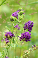 Alfalfa 1