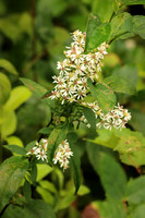 Arrowleaf Aster 1 - August 29, 2015 Dakota Rail Regional Trail Minnesota