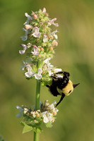 Bumble Bee 8 - June 28, 2015 Madison Wetland Management District South Dakota