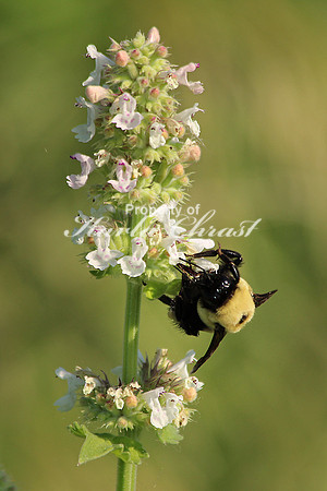 Bumble Bee 8 - June 28, 2015 Madison Wetland Management District South Dakota