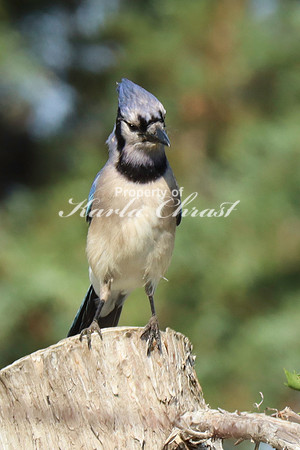 Blue Jay 2 - June 14, 2023 Oakwood Lakes State Park South Dakota