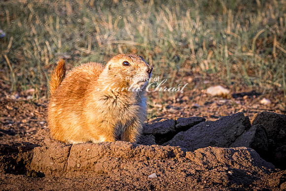 Black-tailed Prairie Dog 100 - May 20, 2026 - Wind Cave National Park South Dakota