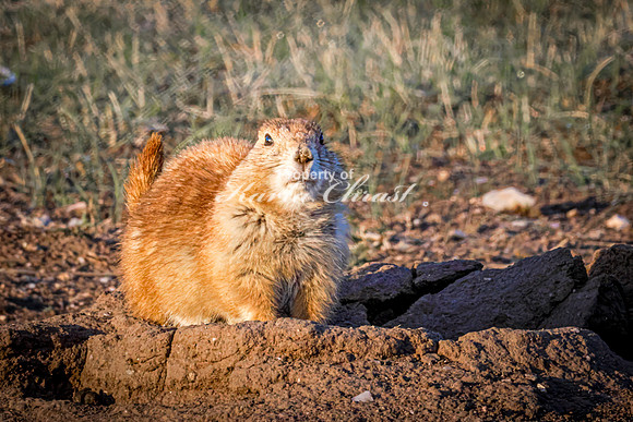 Black-tailed Prairie Dog 101 - May 20, 2026 - Wind Cave National Park South Dakota