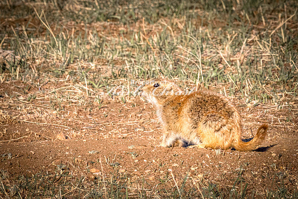 Black-tailed Prairie Dog 102 - May 20, 2026 - Wind Cave National Park South Dakota