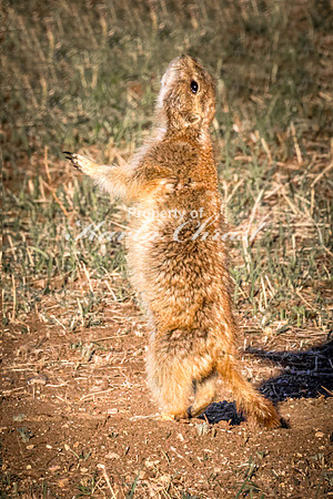 Black-tailed Prairie Dog 103 - May 20, 2026 - Wind Cave National Park South Dakota