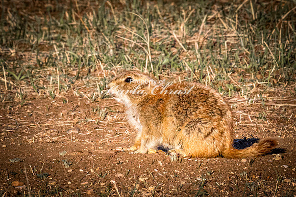 Black-tailed Prairie Dog 104 - May 20, 2026 - Wind Cave National Park South Dakota