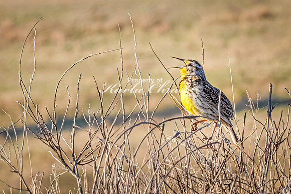 Western Meadowlark 43 - May 20, 2026 - Wind Cave National Park South Dakota