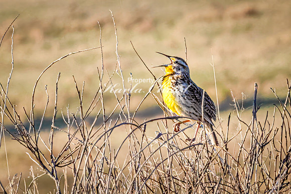 Western Meadowlark 44 - May 20, 2026 - Wind Cave National Park South Dakota