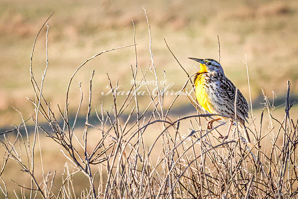 Western Meadowlark 45 - May 20, 2026 - Wind Cave National Park South Dakota