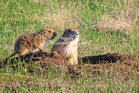 Black-tailed Prairie Dog 105 - May 20, 2026 - Wind Cave National Park South Dakota