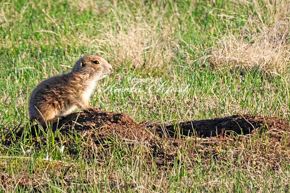 Black-tailed Prairie Dog 106 - May 20, 2026 - Wind Cave National Park South Dakota