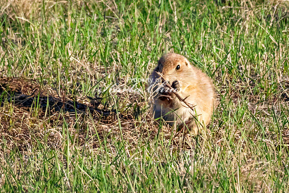 Black-tailed Prairie Dog 107 - May 20, 2026 - Wind Cave National Park South Dakota