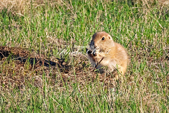 Black-tailed Prairie Dog 108 - May 20, 2026 - Wind Cave National Park South Dakota