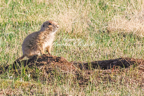 Black-tailed Prairie Dog 109 - May 20, 2026 - Wind Cave National Park South Dakota