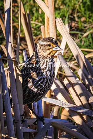Red-Winged Blackbird 14 - May 20, 2026 - Custer State Park South Dakota