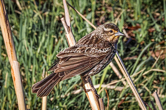 Red-Winged Blackbird 15 - May 20, 2026 - Custer State Park South Dakota