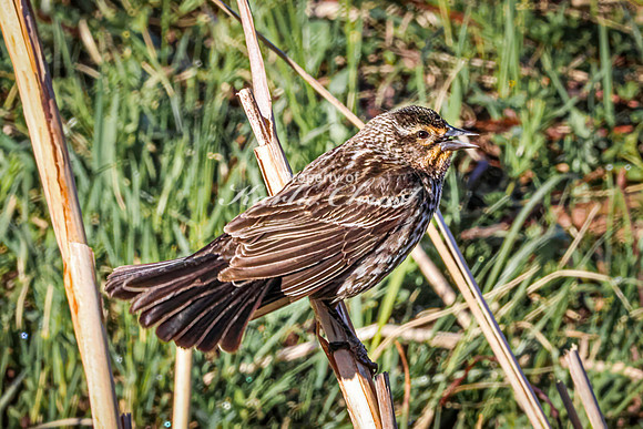 Red-Winged Blackbird 16 - May 20, 2026 - Custer State Park South Dakota