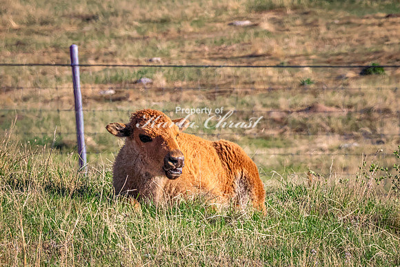 American Bison 79 - May 20, 2026 - Custer State Park South Dakota