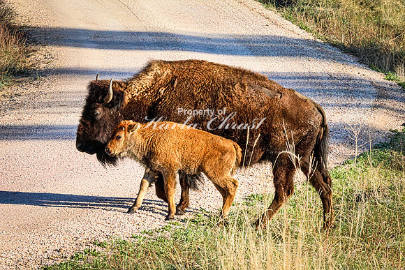 American Bison 80 - May 20, 2026 - Custer State Park South Dakota