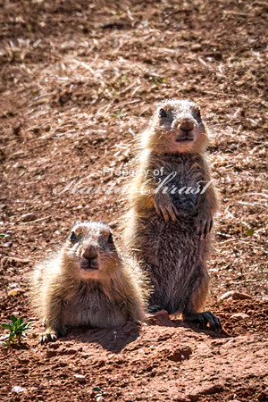 Black-tailed Prairie Dog 110 - May 20, 2026 - Custer State Park South Dakota