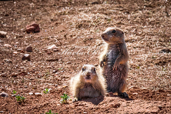 Black-tailed Prairie Dog 111 - May 20, 2026 - Custer State Park South Dakota