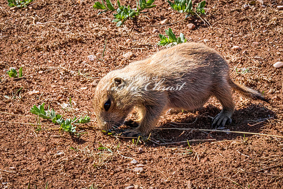 Black-tailed Prairie Dog 112 - May 20, 2026 - Custer State Park South Dakota