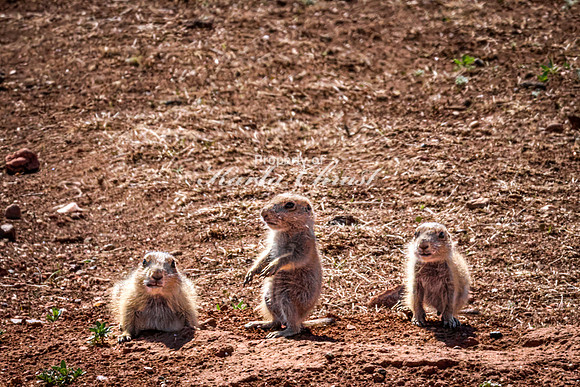 Black-tailed Prairie Dog 114 - May 20, 2026 - Custer State Park South Dakota