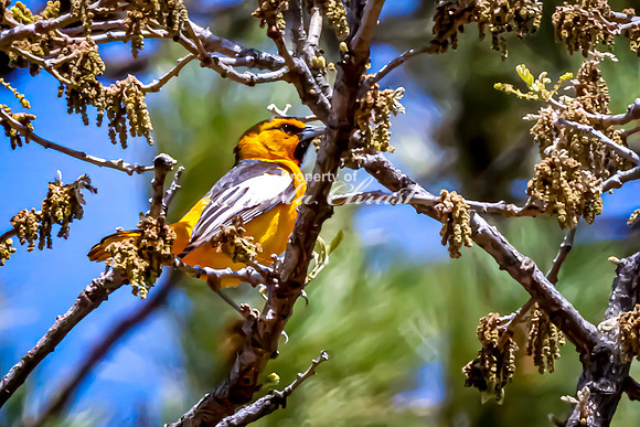 Bullock's Oriole 1 - May 20, 2026 - Custer State Park South Dakota