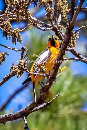 Bullock's Oriole 2 - May 20, 2026 - Custer State Park South Dakota