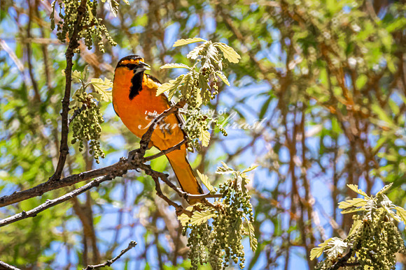 Bullock's Oriole 3 - May 20, 2026 - Custer State Park South Dakota