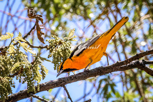Bullock's Oriole 4 - May 20, 2026 - Custer State Park South Dakota