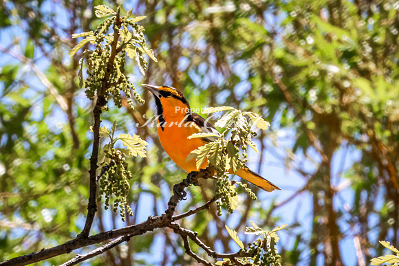 Bullock's Oriole 5 - May 20, 2026 - Custer State Park South Dakota