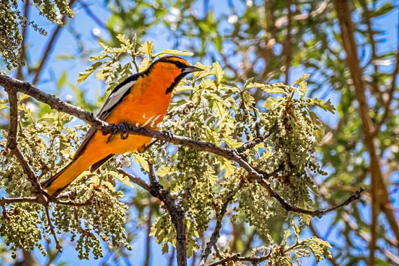 Bullock's Oriole 6 - May 20, 2026 - Custer State Park South Dakota