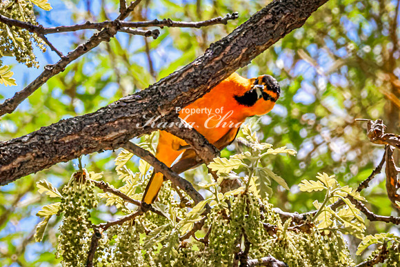 Bullock's Oriole 7 - May 20, 2026 - Custer State Park South Dakota